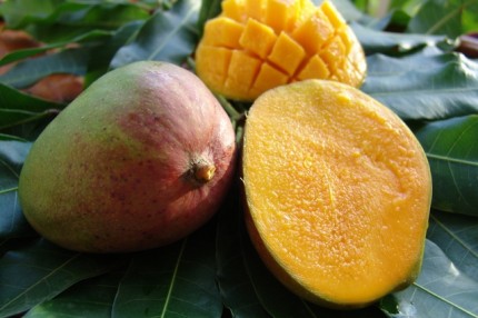 mangue2